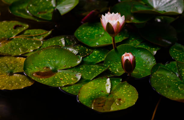 istock Lotus Water Lily 1364420387