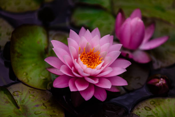 istock Lotus Water Lily 1364420462