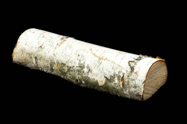 istock white piece of birch on a black background 1364422167