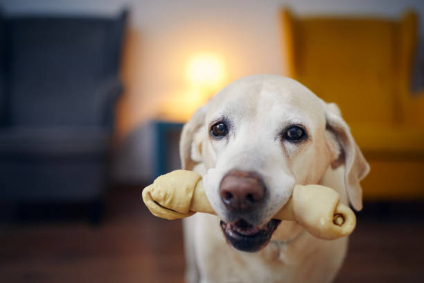 istock Candid look of happy dog with chewing bone 1364423538