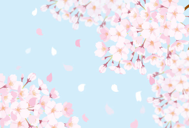 Mysterious background material of cherry blossoms in full bloom Mysterious background material of cherry blossoms in full bloom cherry tree stock illustrations