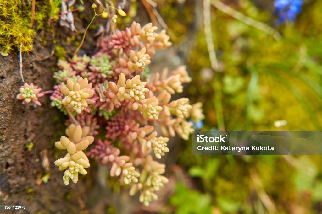 Sedum plant growing in the mountains wraps around the stone Sedum plant growing in the mountains wraps around the stone. Sedum - Plant Stock Photo