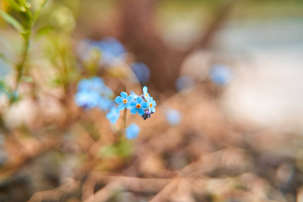 Blue verbena blooms in the secluded corners of the forest in spring.  lue eyed mary , Omphalodes verna, Dont Forgot Me Flowers -Kumru- Türkiye