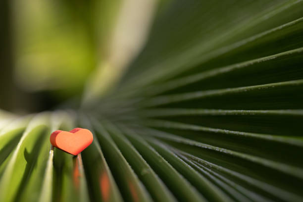 Small red heart on a palm leaf closeup. Depth of field.