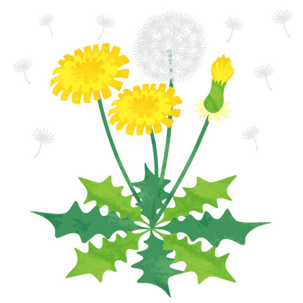 illustrations, cliparts, dessins animés et icônes de matériau de ressort de pissenlit de style aquarelle - dandelion flower yellow vector