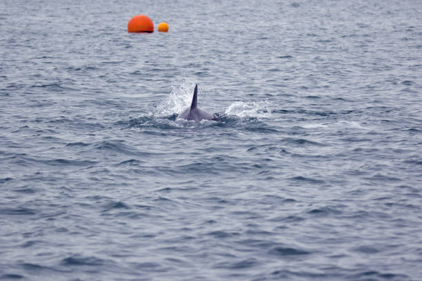istock A dolphin in the Harbour in Lyme Regis Dorset 1364424764