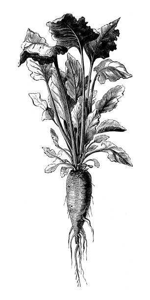 botanika rośliny warzyw antyczne grawerowanie ilustracja: buraki cukrowe - cukier burak stock illustrations