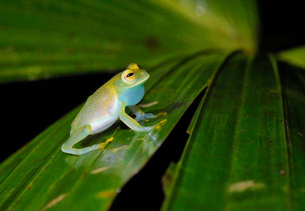 spiny Cochran glass frog a Spiny Cochran glass frog croaks at night to attract a mate in the rainy season in the tropical rainforest.  Glass frogs have transparent areas of their bodies including the throat. glass frog stock pictures, royalty-free photos & images