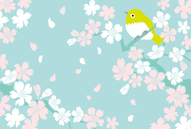 справочный материал о простых цветках сакуры и камышевок в полном цветении - blossom cherry blossom cherry tree spring stock illustrations