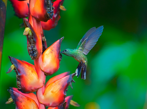 a hummingbird is seen extracting nectar from a heliconia flower.  The hummingbird is hovering in the air while he takes the nectar.