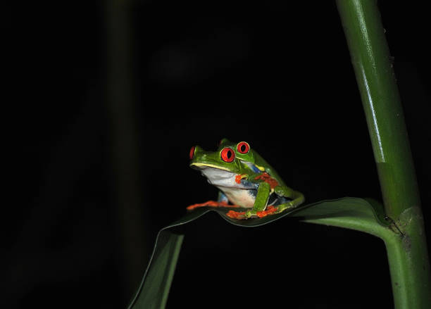 istock red eye tree frog on a branch at night 1364427280