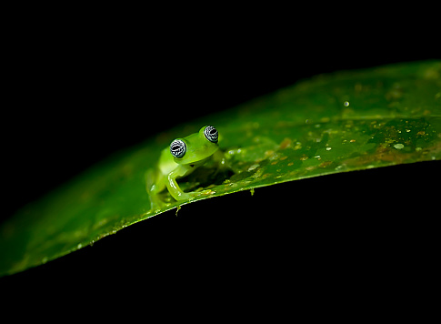 The ghost glass frog is a small green frog.  It has really funny eyes that are veiny black.  The frog is only about 4 centimeters big but the eyes are very prominent.  The frog is on a leaf