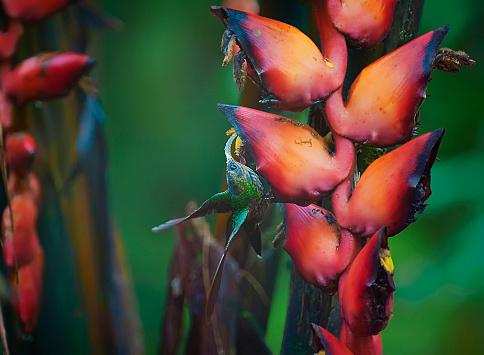 A white tipped Sicklebill hummingbird is perching on a heliconia flower.  The very small hummingbird has a very curved bill.