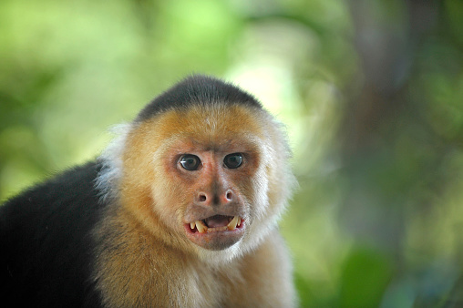 Proboscis Monkey photographed at the edge of the rain forest in Borneo.