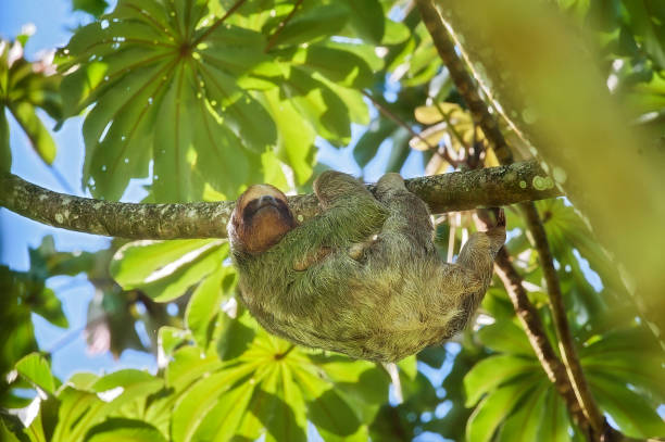 A 3 toed sloth is with her baby.  The baby sloth is hiding from  the camera and is clinging to the belly of the mother.  The sloth is high up in a Cecropia tree.
