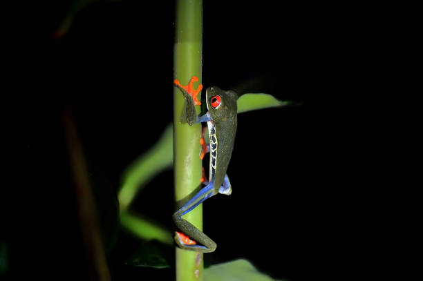 istock red eye tree frog on a branch at night 1364428037