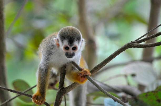 Squirrel monkey in a tree A Squirrel monkey is posing in a tree.  There is 1 monkey in the picture.  The monkey is seen in its natural habitat in the forest. saimiri sciureus stock pictures, royalty-free photos & images