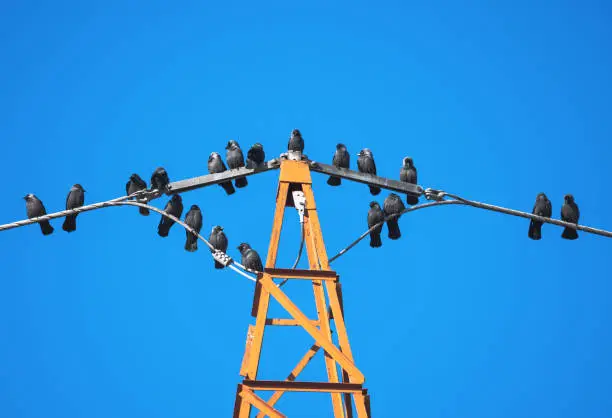 Birds on high voltage wires on electric poles.