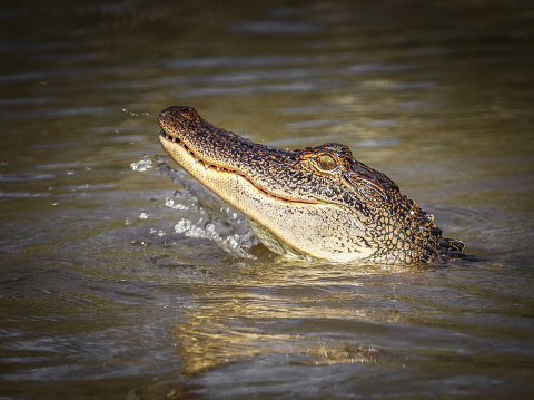 An alligator breaching the water in the Honey Island Swamp of Louisiana