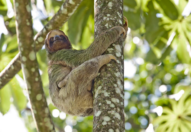istock 3 toed sloth with a baby 1364429605