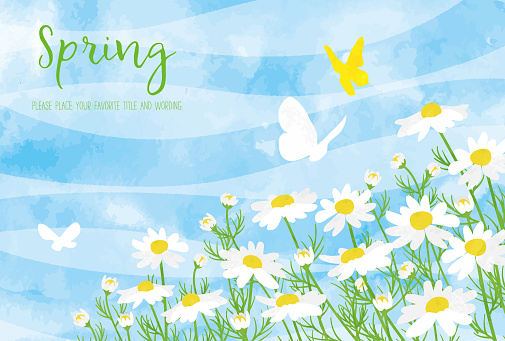 Background material of margaret and butterflies with the image of spring