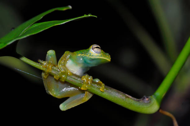 Emerald glass frog An emerald glass frog at night on a leaf.  The frog has semi transparent limbs.  The eye lids have black veins that make a weird pattern. glass frog stock pictures, royalty-free photos & images