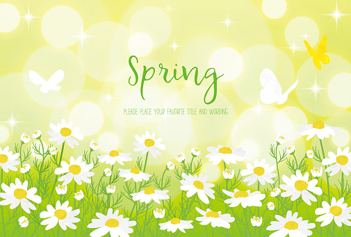Spring background material with white clover and butterfly with the image of spring