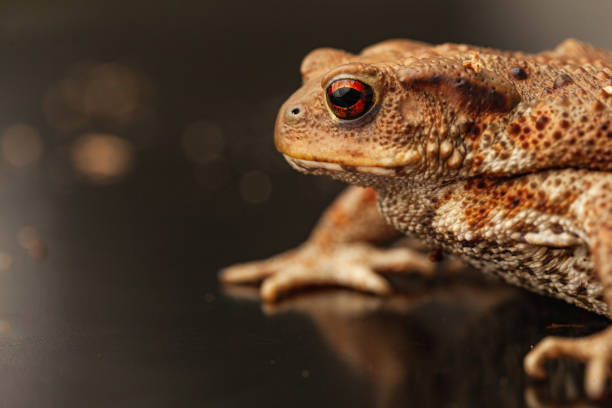 両生類の肖像画:一般的なヒキガエルbufo bufo - cane toad toad wildlife nature ストックフォトと画像