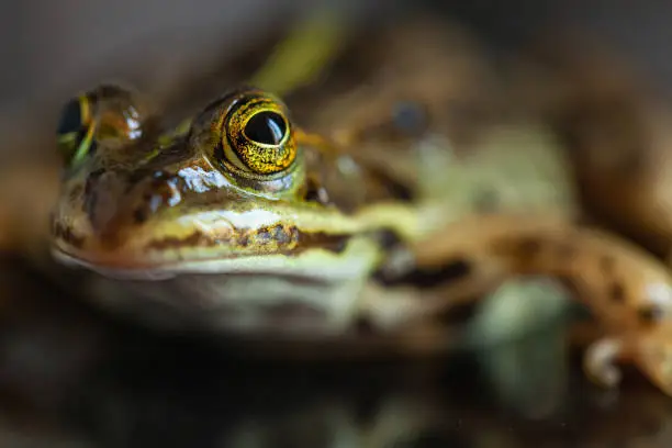 Photo of Amphibians portraits: toads and frogs