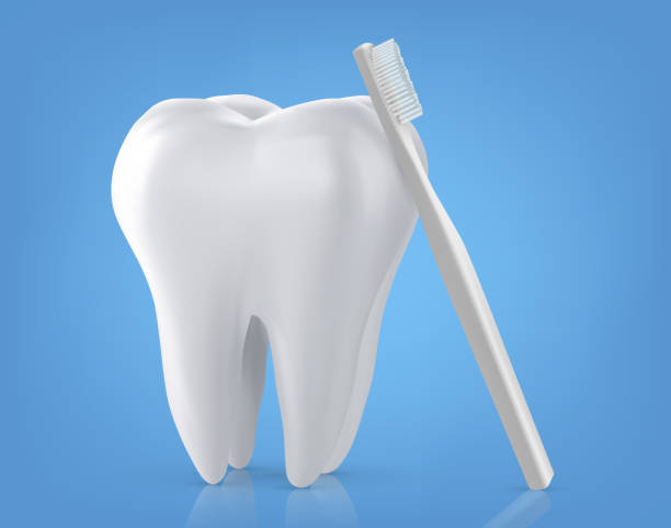 ilustraciones, imágenes clip art, dibujos animados e iconos de stock de cepillo de dientes realista y primer plano de dientes aislado sobre fondo blanco - premolar