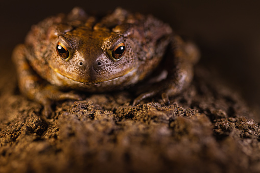 Amphibians portraits: toads and frogs studio shots. Common toad Bufo bufo