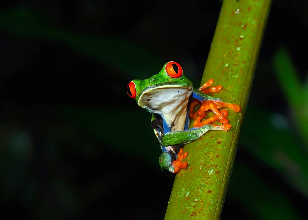istock red eye tree frog on a branch at night 1364430172
