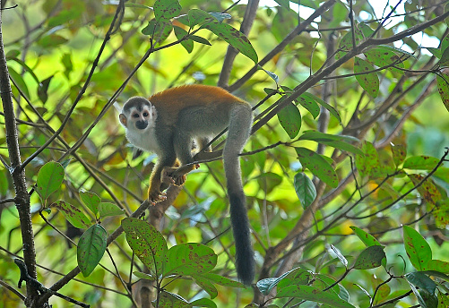 A Squirrel monkey is posing in a tree.  There is 1 monkey in the picture.  The monkey is seen in its natural habitat in the forest.