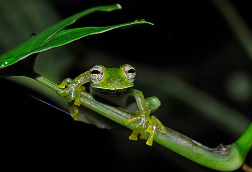 An emerald glass frog is seen up close posing on a branch at night.  The eyes of the glass frog are covered in black veins.  This frog is common in the rainforest of Costa Rica.  It is in the same family as the ghost glass frog