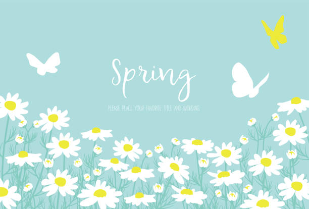 ilustraciones, imágenes clip art, dibujos animados e iconos de stock de material de fondo de margaret con la imagen de la primavera - mayo