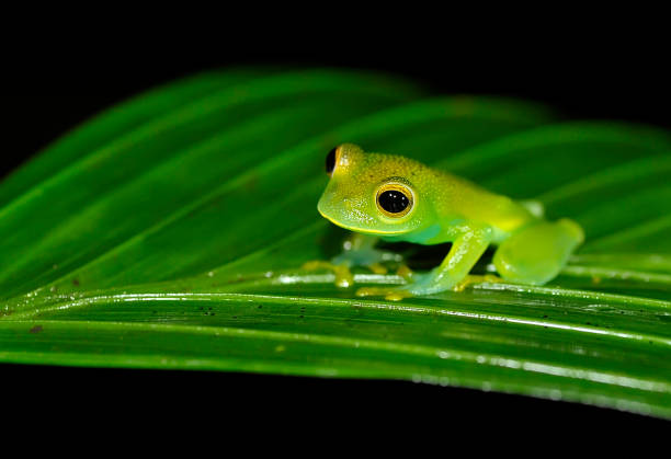 spiny Cochran glass frog a juvenile Spiny Cochran glass frog on a leaf glass frog stock pictures, royalty-free photos & images