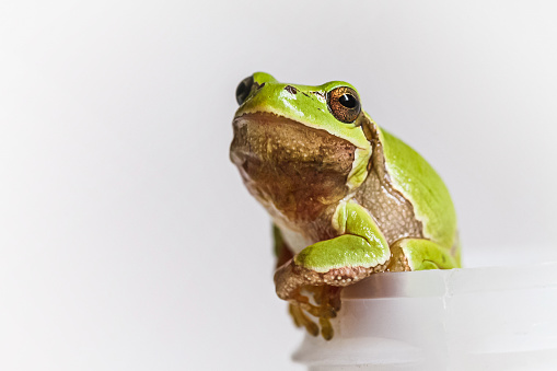 a very pretty tree frog from the Amazon rain forest in Peru