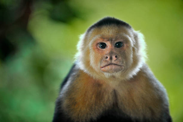 1,400+ Whitethroated Capuchin Monkey Stock Photos, Pictures & Royalty ...
