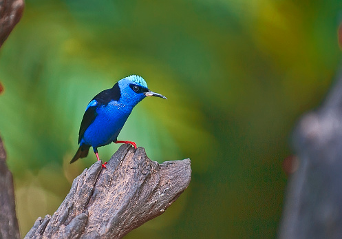 A shining Honeycreeper is resting on a branch.  The background is totally green.