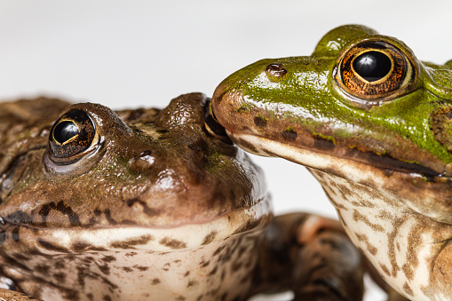 Amphibians portraits: toads and frogs studio shots. Green frog, Rana lessonae, rana esculenta, or Rana ridibunda, Phelophylax. Two frogs cheek to cheek of different colors representing the topic of diversity.
