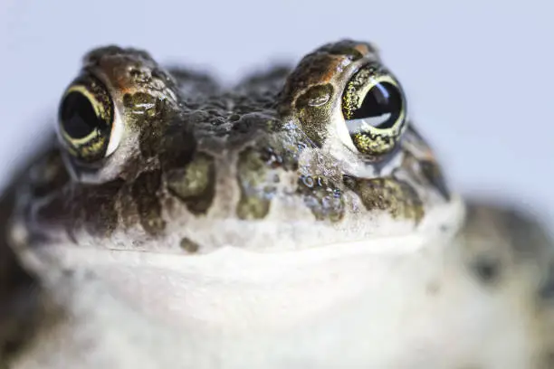 Photo of Amphibians portraits: green toad