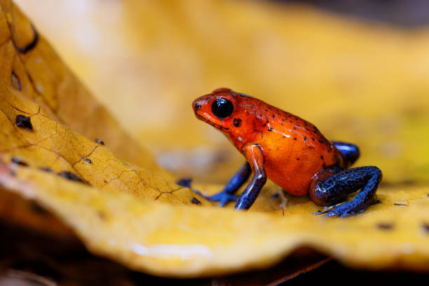 istock Blue-jeans Frog or Strawberry Poison-dart Frog 1364432201