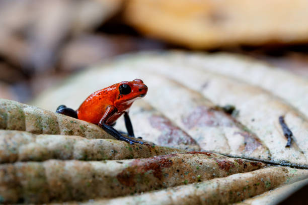istock Blue-jeans Frog or Strawberry Poison-dart Frog 1364432202