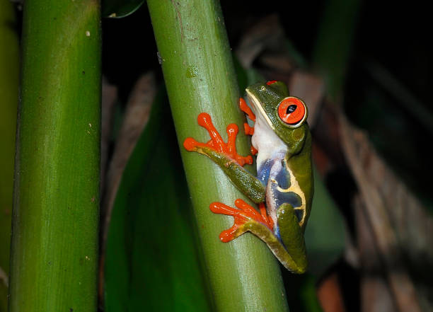 istock red eye tree frog on a branch at night 1364432754