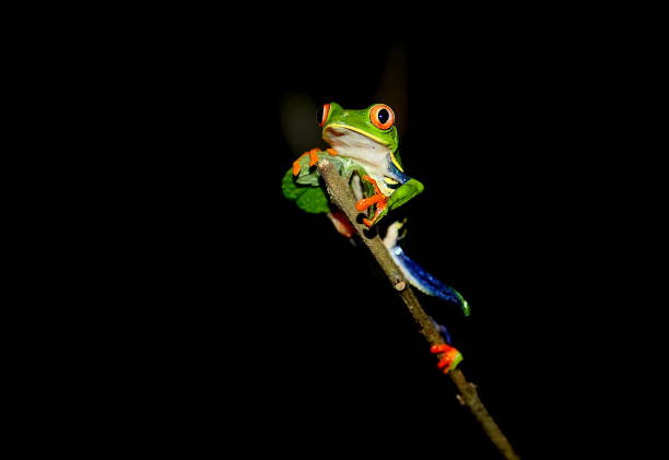 istock red eye tree frog on a branch at night 1364433556