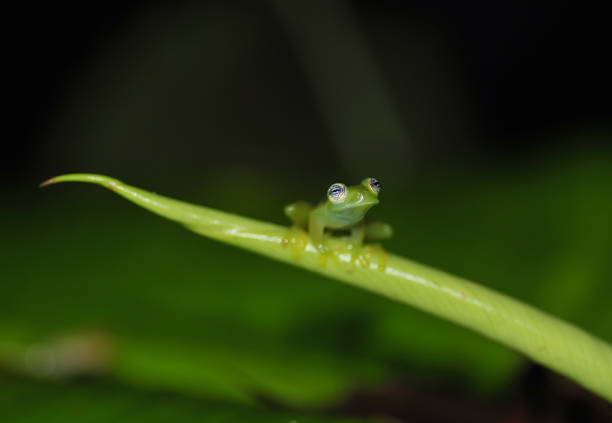 Espadarana Prosoblepon glass frog A Espadarana Prosoblepon glass frog is seen posing on a branch limb in the night.  The eyes of the Espadarana Prosoblepon glass frog are very similar to the ghost glass frog.  This frog is found in the rainforest of Costa Rica glass frog stock pictures, royalty-free photos & images