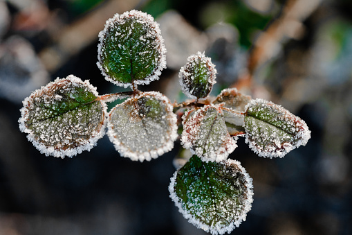 Frozen flower in winter