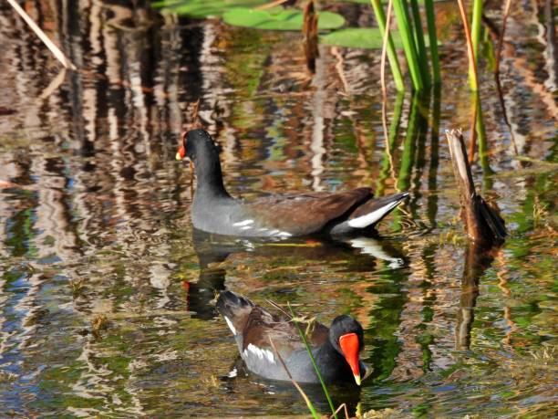 istock Common Gallinule (Gallinula galeata) swimming in the wetlands 1364434073