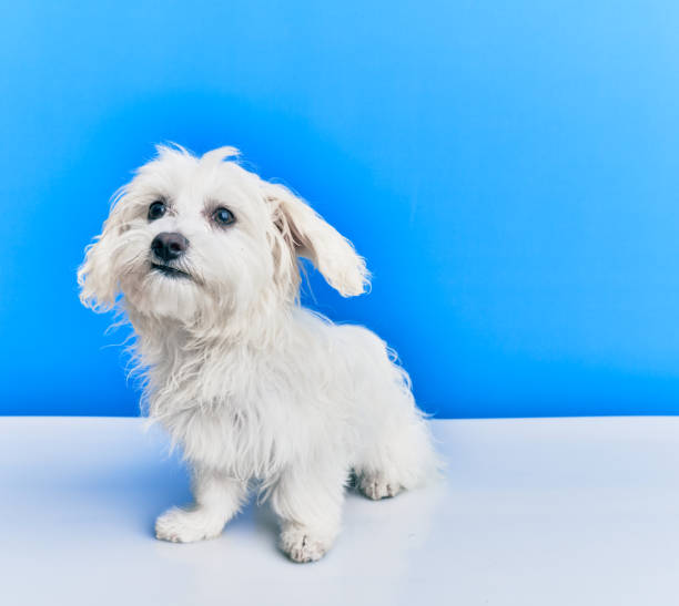 istock Adorable dog over isolated blue background. 1364434492