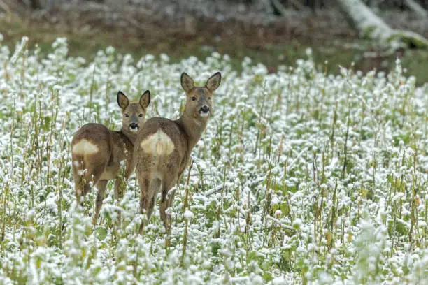 Female roe deer (Capreolus capreolus) with fawn standing in an agricultural field in winter.